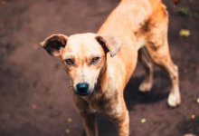 Живодеры в Нур-Султане резинкой перетянули собаке шею. Ее голова распухла до огромных размеров