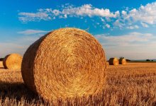 Минсельхоз Казахстана не может сказать, когда введет запрет на экспорт кормов