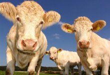 В двух регионах Казахстана от болезней гибнет скот