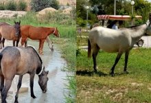 В Актау люди жалуются на лошадей, объедающих деревья и кустарники