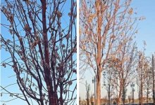 Несмотря на миллиардные вложения, в Туркестанской области снова гибнут деревья