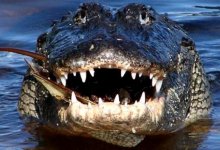 Аллигатор напал на женщину и утащил ее на глазах у детей