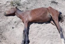 Пугающие кадры погибающих лошадей в Мангистау снова взбудоражили казнет