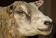 Полицейского в ЗКО подозревают в получении взятки в виде барана