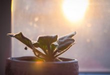 Как правильно поливать комнатные растения