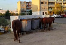 Голодные лошади в Актау ищут еду возле мусорных контейнеров