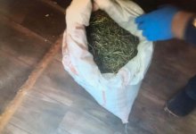 Школьный учитель сел на 10 лет за продажу марихуаны в Туркестанской области