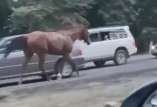 По трассе Алматы - Бишкек проскакали несколько лошадей (видео)