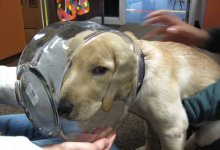 Под Алматы собака жила с банкой на голове: ее освободили от этой ноши