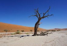 Падеж скота в Казахстане: депутат Nur Otan рассказал о принимаемых мерах