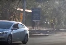 Жителей Актау испугали скачущие по улицам лошади