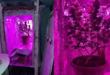 В Алматы мужчина ради эксперимента выращивал марихуану