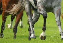 В Мангистауской области пятилетний ребенок умер от удара копытом лошади