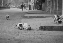 Власти Алматы объявили о начале массового чипирования животных