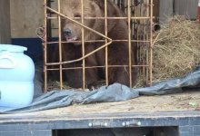 На пятилетнюю девочку набросилась медведица в Костанайской области