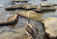 Краснокнижного пеликана с подрезанными крыльями нашли в Актау