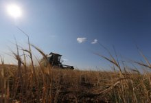 Фермерам не дают убирать хлеб в СКО: ситуация накаляется