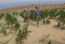 Плантацию на 2,5 тысячи кустов конопли накрыла полиция на юге Казахстана