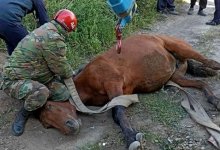 В ВКО спасли упавшую в яму лошадь