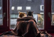 Похолодание и усиление ветра обещают синоптики в Казахстане