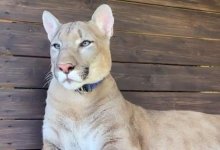 Пума напала на 74-летнюю россиянку во дворе ее дома