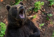 Жители ВКО ночью нарвались на двух медведей