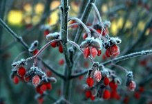 Сильный холод прогнозируют синоптики в нескольких областях Казахстана