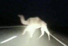 Ослепленный фарами водитель не заметил верблюда на дороге в Мангистау (ВИДЕО)