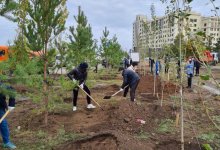 120 деревьев высадили сотрудники Nur Otan в столице