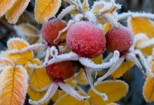 Заморозки обещают синоптики в половине регионов Казахстана