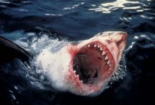 Акула набросилась на мужчину и растерзала его на глазах у посетителей пляжа