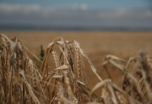 Последствия засухи. Хватит ли Казахстану собственного зерна?