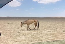 Последствия засухи: акимат Мангистауской области будет отчитываться о расходах фонда