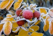 В Казахстане ожидается мороз до 9 градусов