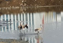 Озеро преткновения. Что происходит на Малом Талдыколе