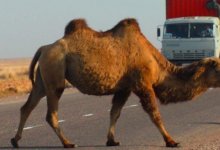 Владелец верблюда выплатит больше миллиона тенге из-за ДТП на трассе в Мангистау