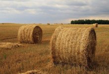 В Мангистауской области есть проблемы по заготовке кормов – Минсельхоз