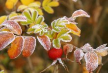 Заморозки доберутся и до юга: какой будет погода в Казахстане в ближайшие три дня