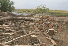 В ЗКО незаконно срубили деревья на особо охраняемой территории