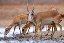 Токаев предложил ввести для сайгаков "безвизовый режим" с Россией
