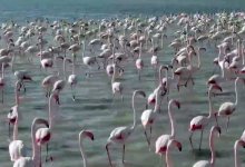 Розовые фламинго вновь прилетели в Актау (ВИДЕО)