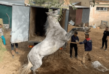 Сначала любят лошадей, а потом убивают: шокирующая история из алматинского конного клуба