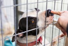 В Казахстане разработали законопроект об уголовной ответственности за жестокость с животными