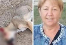 Хорошо стало на душе, еще хочу убивать: соцработника из ЗКО обвиняют в жестоком убийстве собак