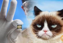 Казахстанцев заставят чипировать домашних животных. Иначе штраф