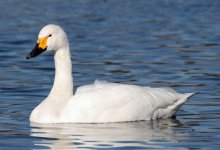 Двух жителей Нур-Султана задержали за убийство краснокнижного лебедя