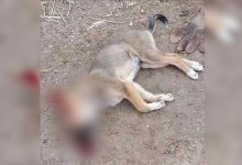 Соцработник объяснила, за что убила собаку в ЗКО