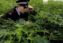 Почти тонну наркотиков хранил дома житель Жамбылской области