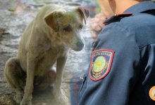 Полицейские в Майкудуке забили собаку палкой. Так они хотели ей помочь