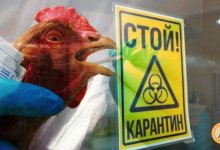 В селе Казахстана ввели карантин из-за птичьего гриппа
